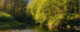 Banner für Blogbeitrag zum Thema Renaturierung zeigt einen Fluss mit Bäumen